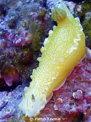 Nudibranco nell'Area Marina Protetta Portofino "il Faro" by Pietro Formis 